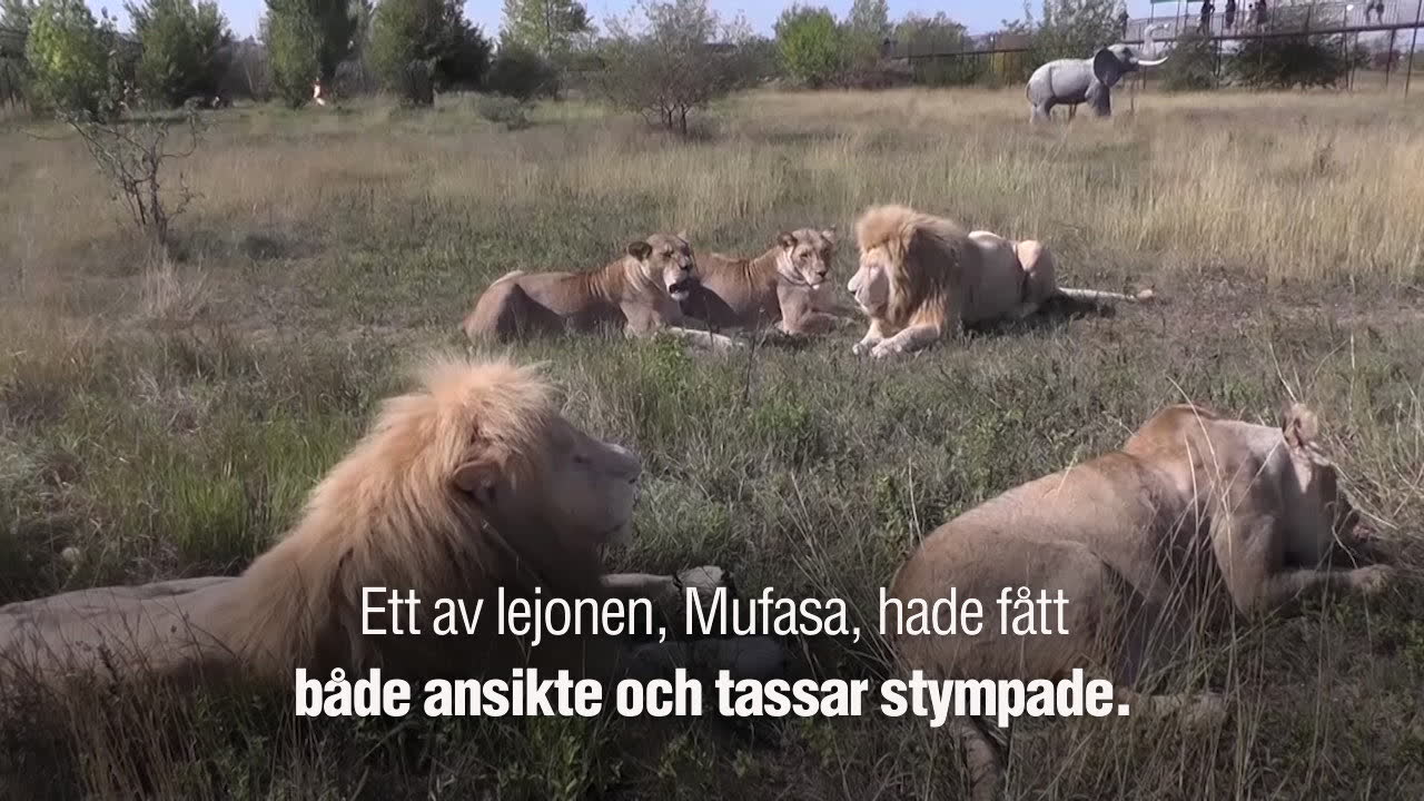 Lejonet Mufasa stympades av tjuvjägare