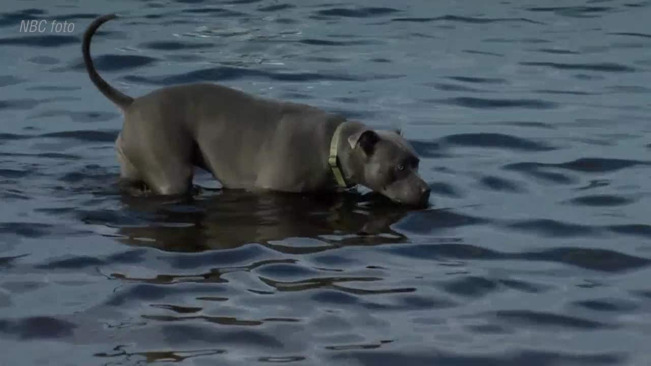 Labradoren dog efter lek i havet – veterinär varnar