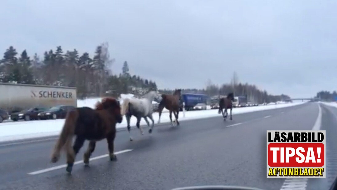 Fem hästar ute på motorvägen