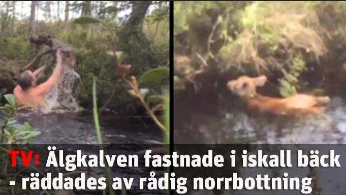 Älgkalven fastnade i iskall bäck - räddades