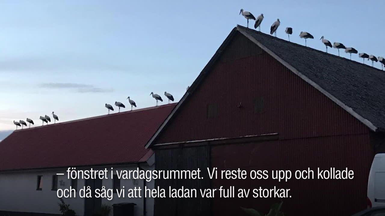 40 storkar intog familjens tak