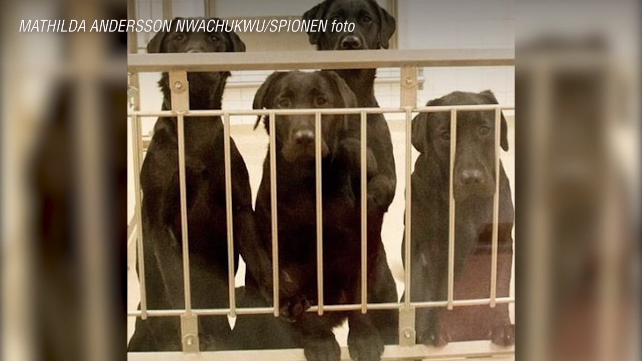 Hör veterinären om kritiserade djurförsöket