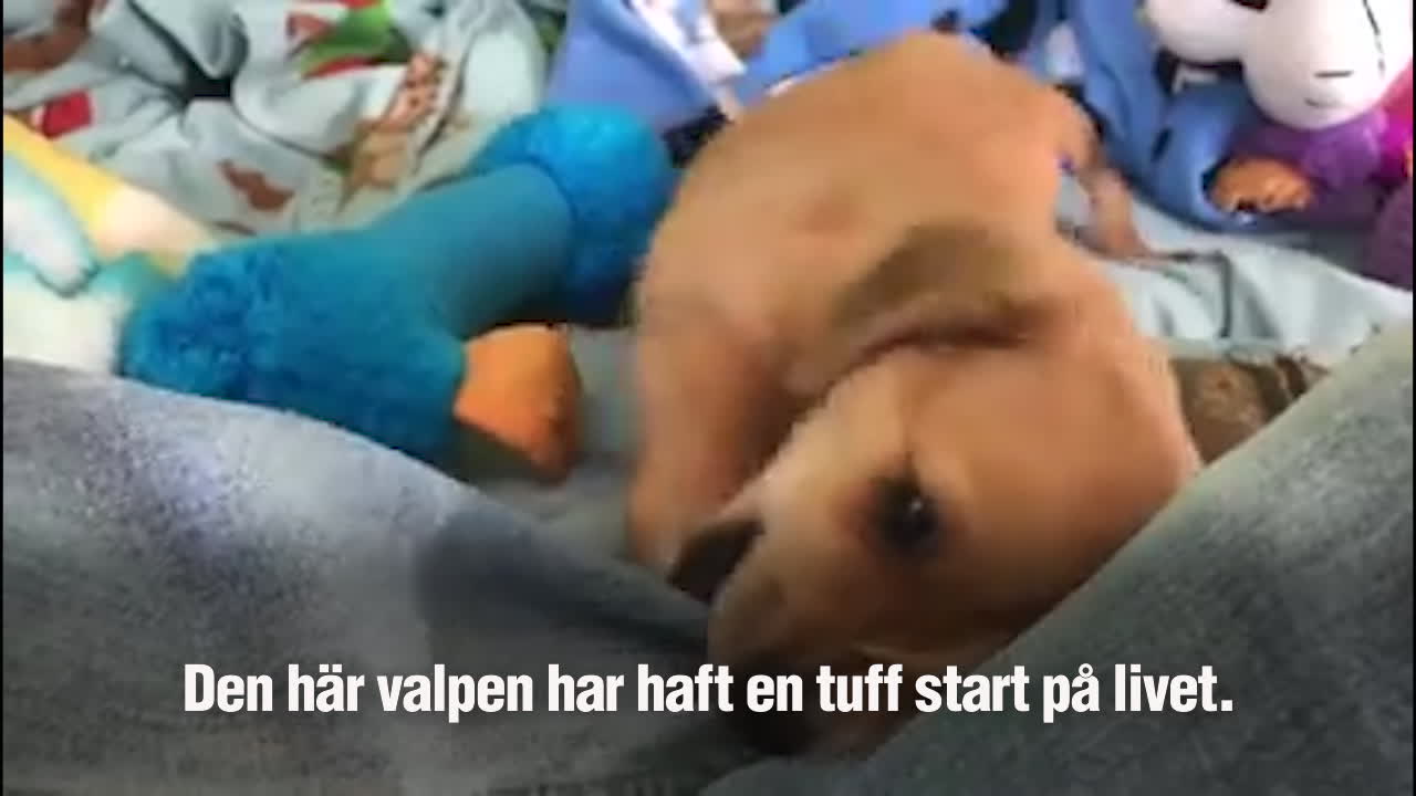 Den här gulliga valpen är född med en svans i pannan