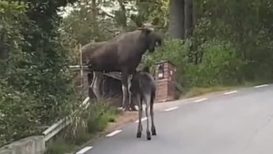 Strax innan attacken fångades älgen på film