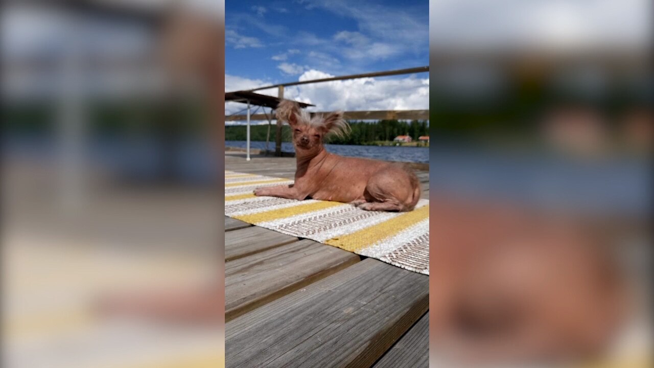 Hannas hund dog under nyårsfirandet