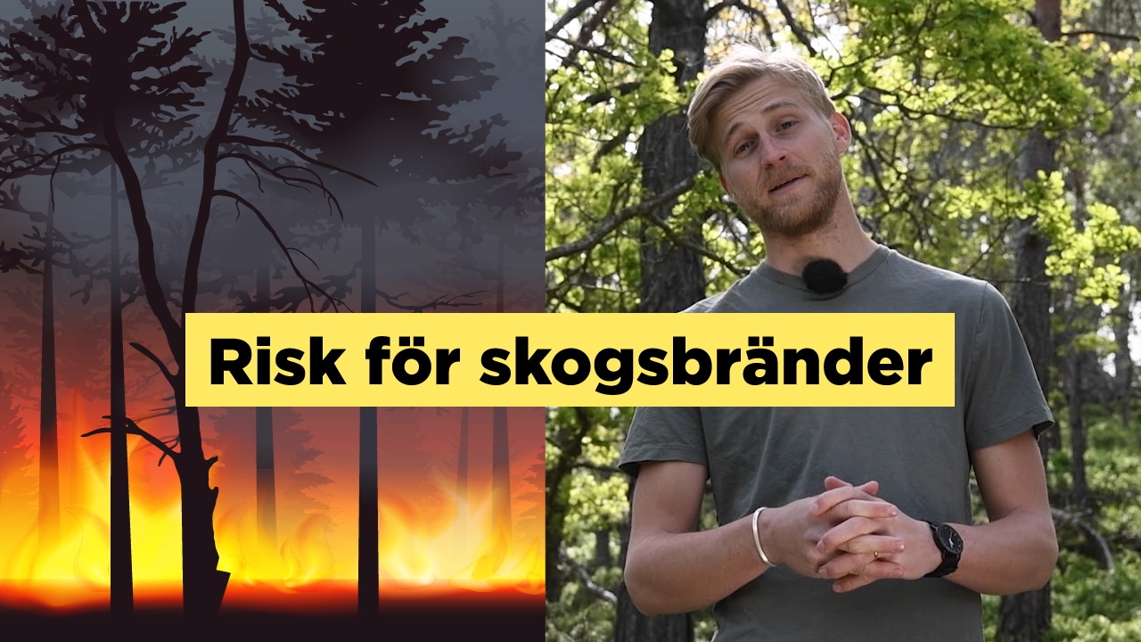 Meteorologen: Så här funkar skogsbränder