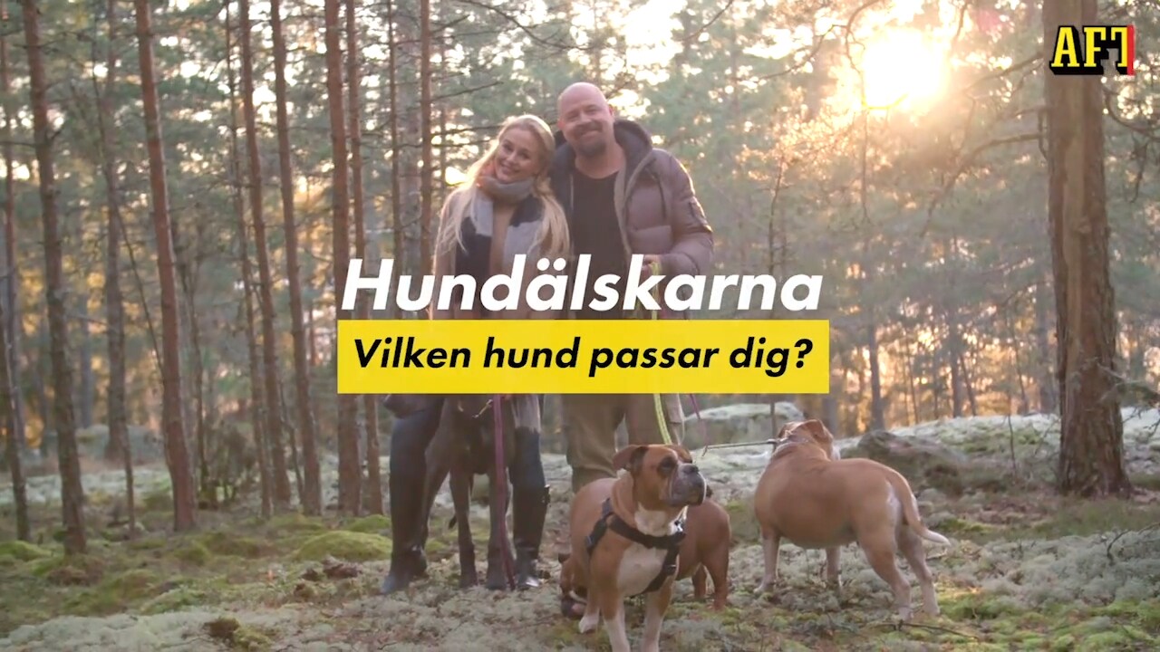 Utgå från din livsstil när du väljer hund