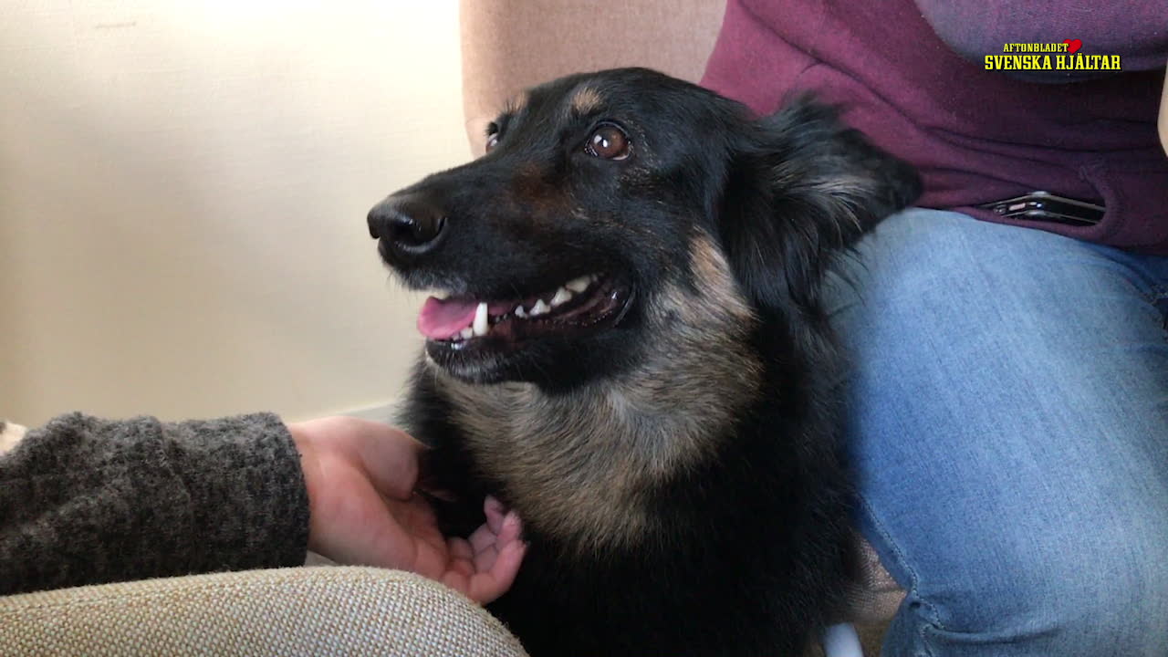Hunden Hatti hjälper unga med psykisk ohälsa