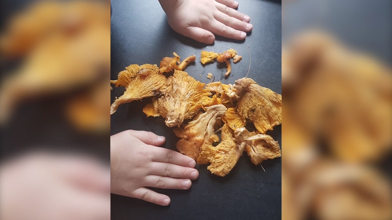 Teo, 6, hittade kantareller i januari