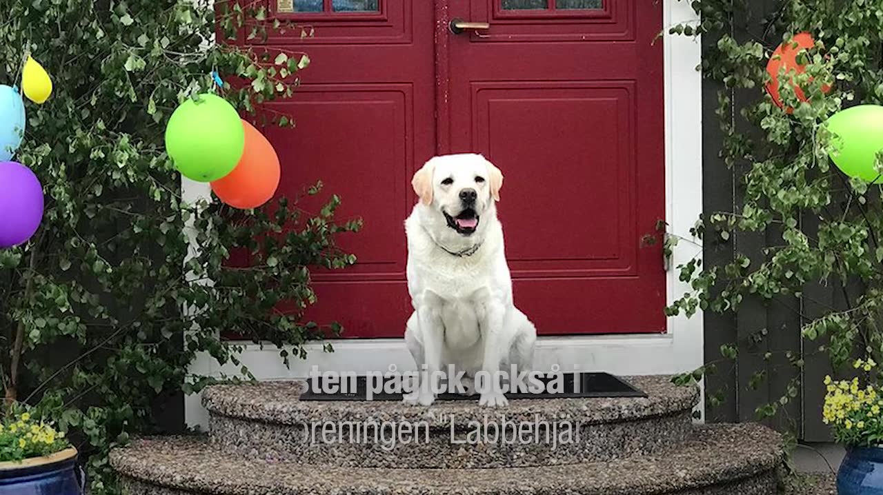 Labradoren Konrad bjöd till hundkalas – över 70 hundar kom