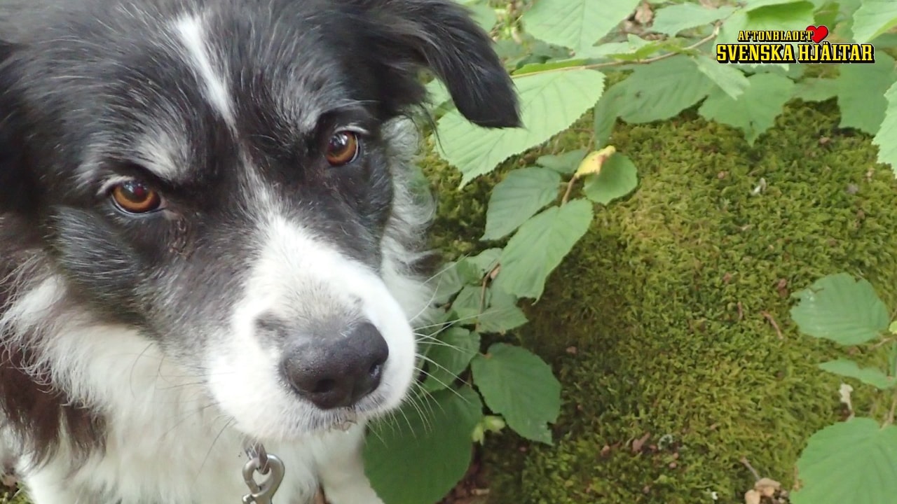 Så lärde sig Wilma söka svamp