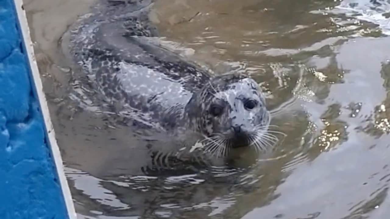 Sälen Sally simmade in i fiskaffären i Hunnebostrand