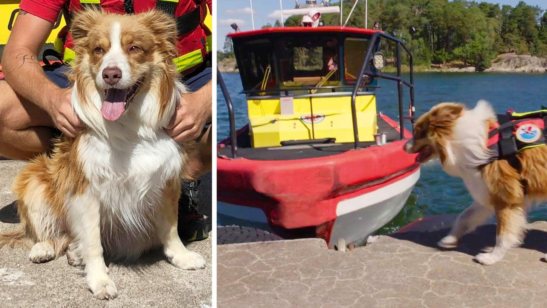 Hunden Salt räddar liv i skärgården