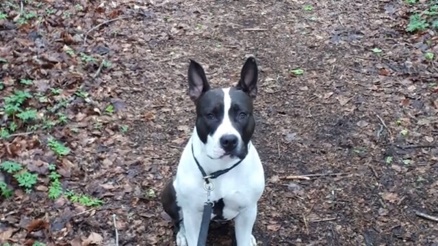 Hunden Semla kidnappades i sju timmar