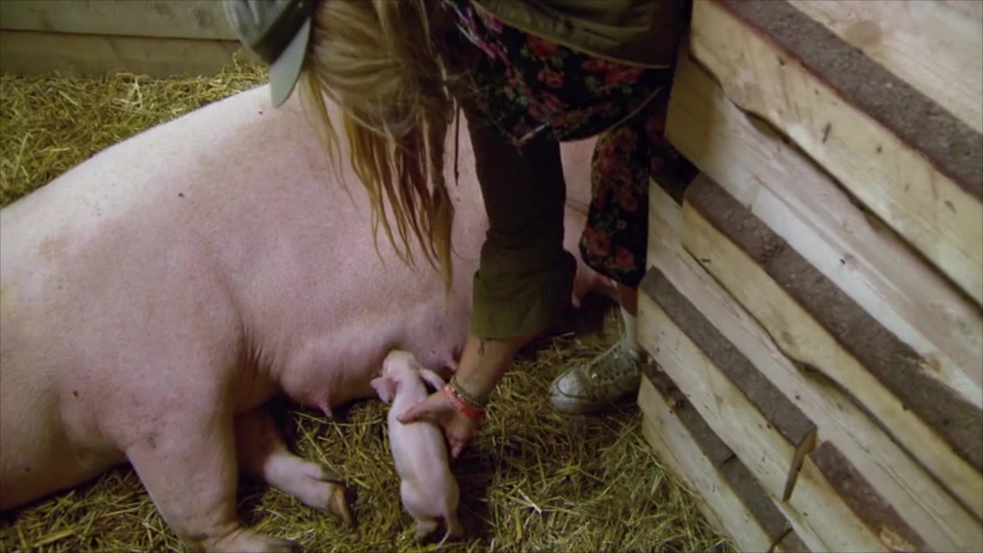 TV4 kommenterar de försvunna griskultingarna