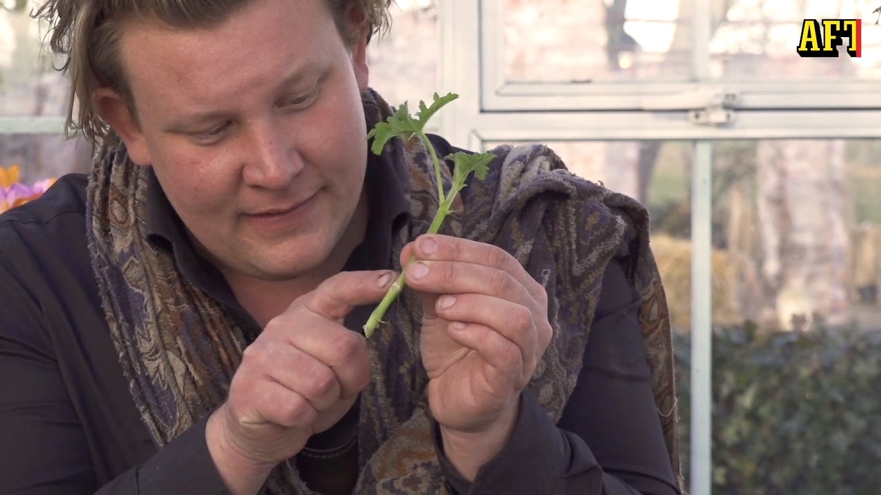 Karl Fredik visar: Så tar du sticklingar på din pelargon