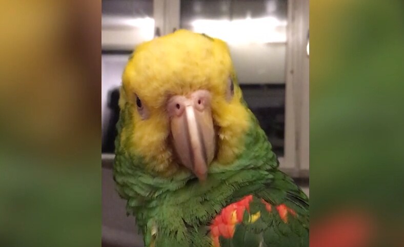 Papegojan Putin försvunnen: ”Tror någon stulit honom”
