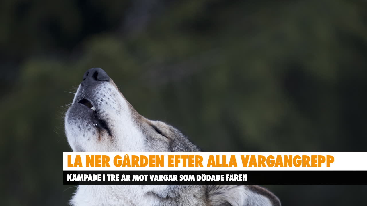 Rätt beslut att avslå skyddsjakt?