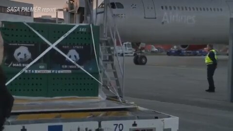 Nu anländer de kontroversiella pandorna till Köpenhamn