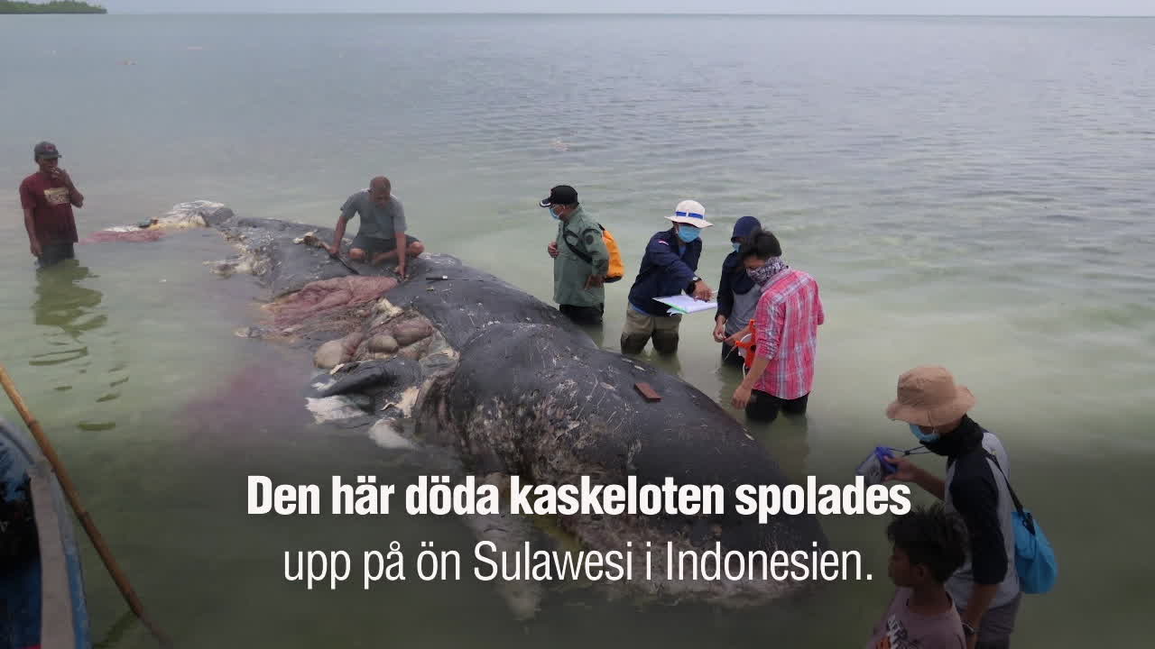 Död val hittades med sex kilo plast i magen