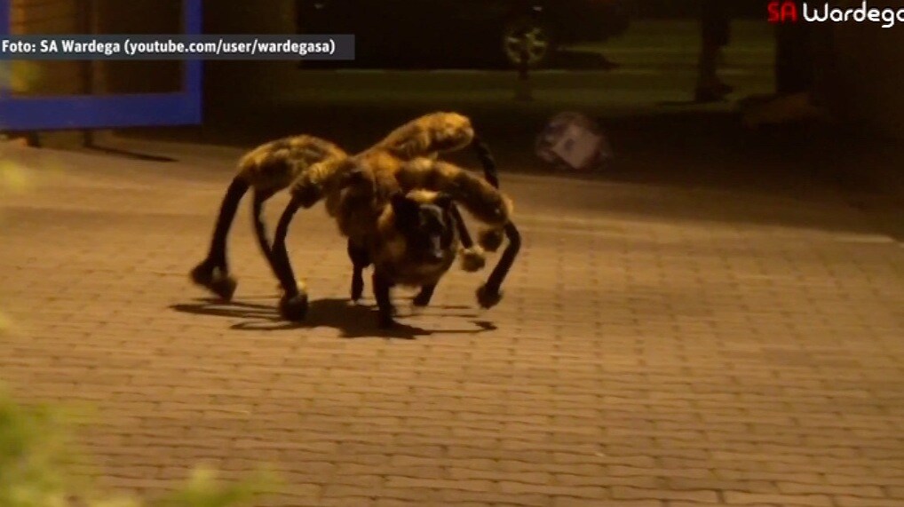 ”SpiderDog” tar över internet