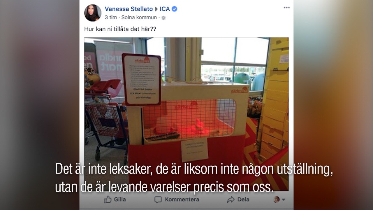 Folk rasar – efter Ica-butikens levande kycklingar