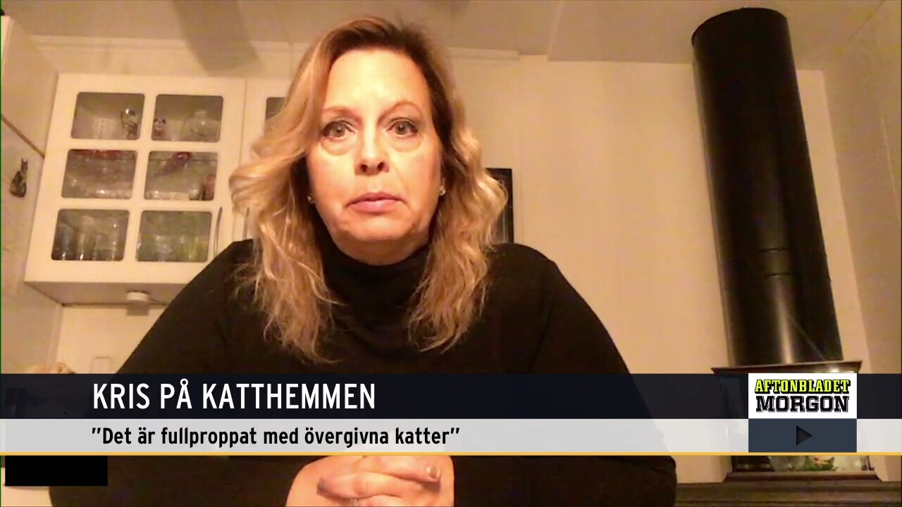 ”Katten är en budgetvariant av hunden”