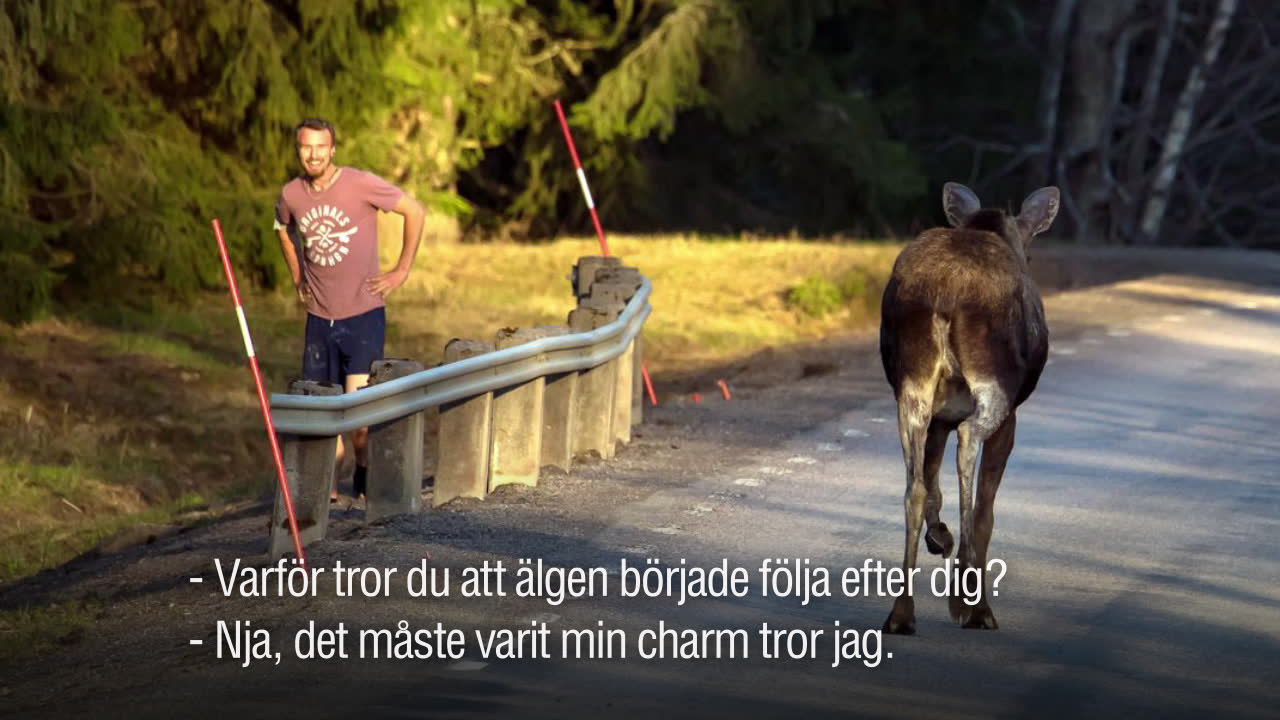 Plöstligt var joggande Hannes jagad av en älg