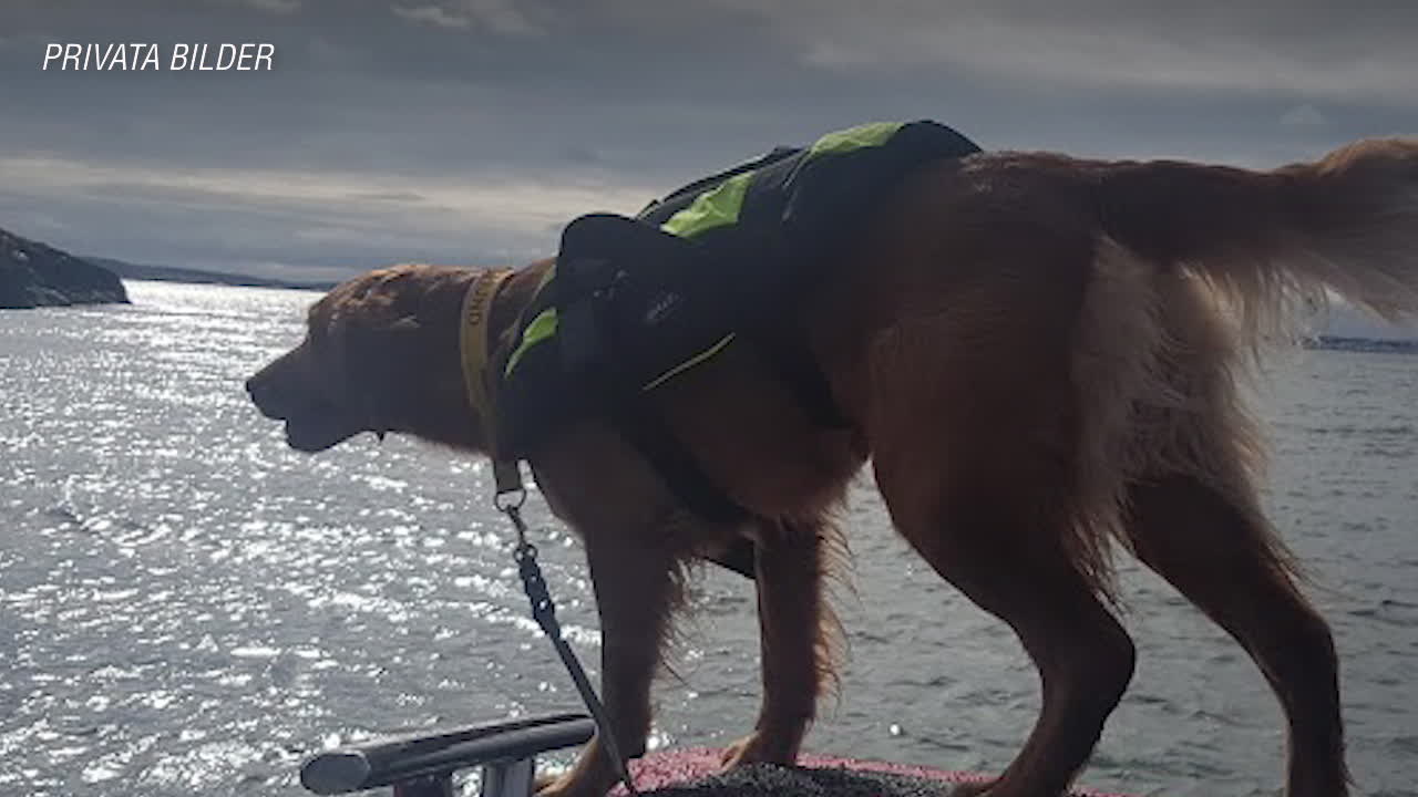 Hjältehunden Freya räddar liv – ute till sjöss