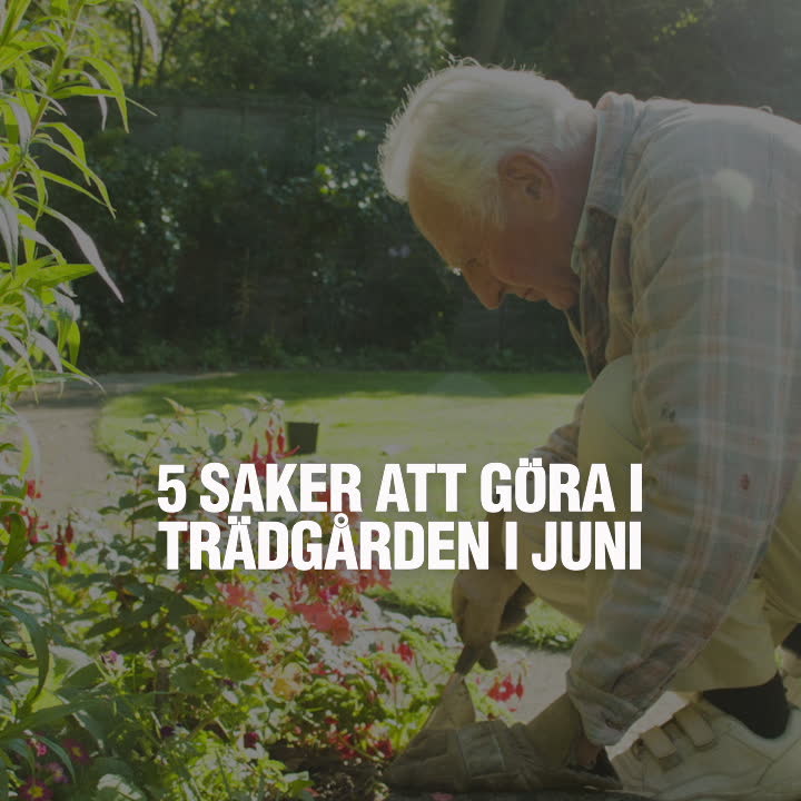 Det här ska du göra i trädgården i juni