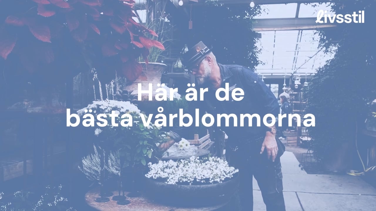 Bosse Rappne - här är de bästa vårblommorna