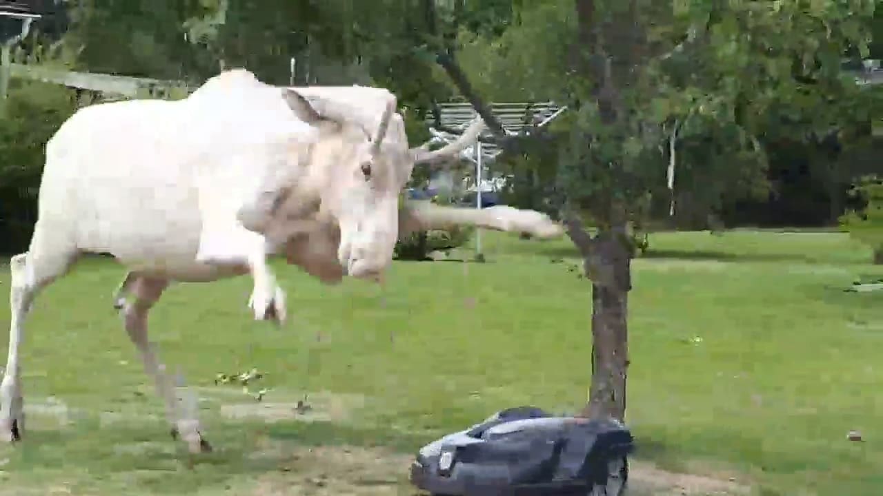 Här går den vita älgen till attack – mot gräsklipparen