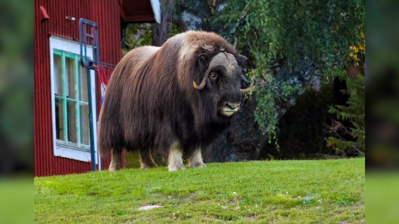 Myskoxen Brutus är vilse - här irrar han runt i byn