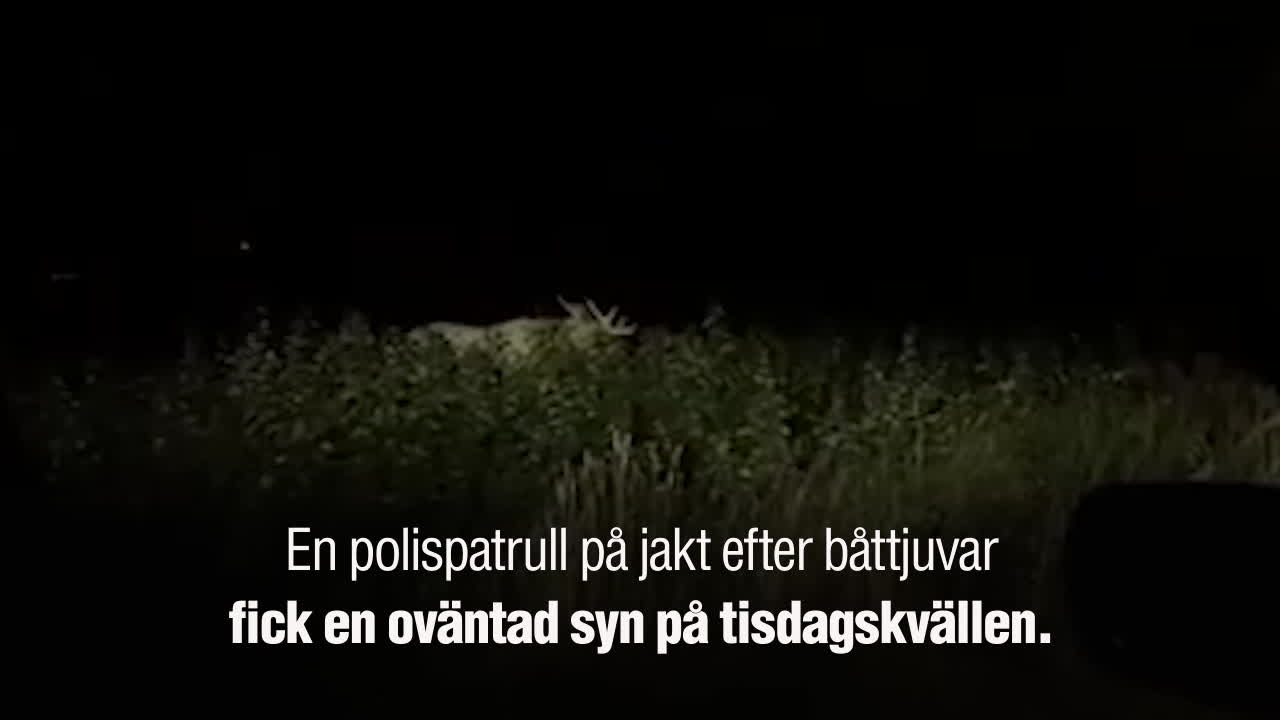 Ett gripande möte: Polisen stötte på vit älg