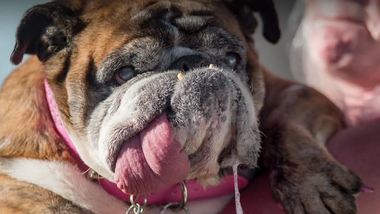 Världens fulaste hund har korats