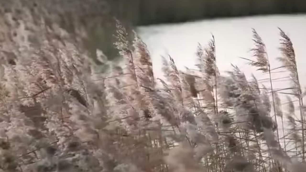 Här är reklamen SAS stoppar efter kritiken