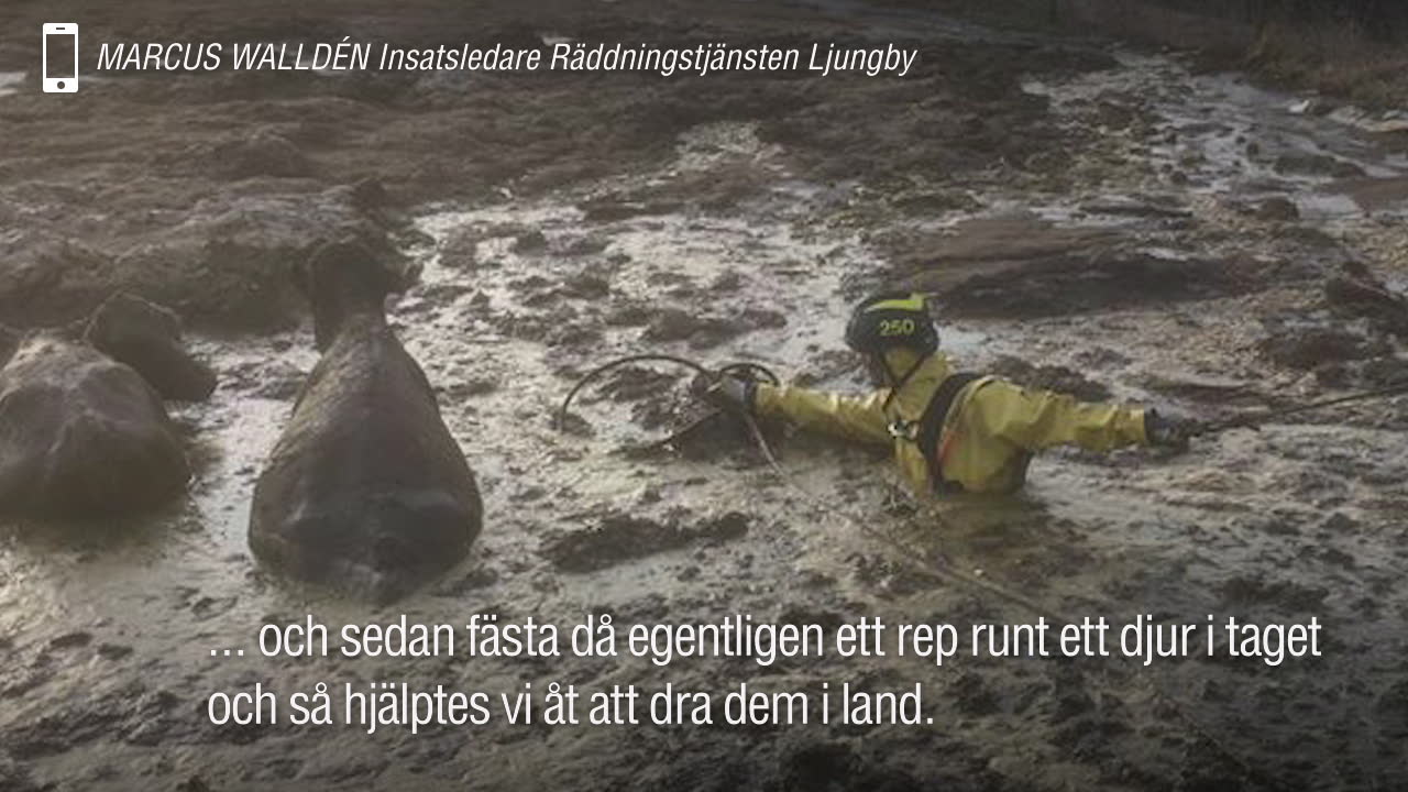 Här hjälper de kossorna – ur skiten