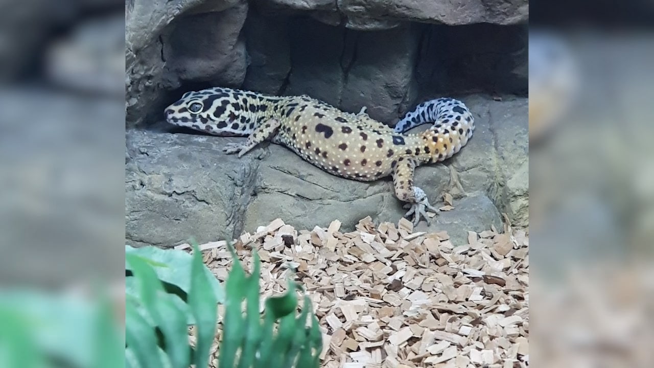 Här är ödlan som ingen vill ha