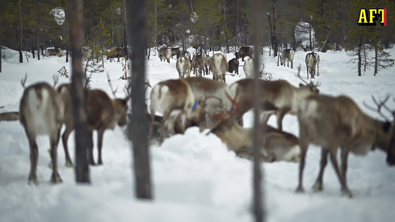 ”Kommer skogs­maskinerna måste vi ställa oss framför dem”