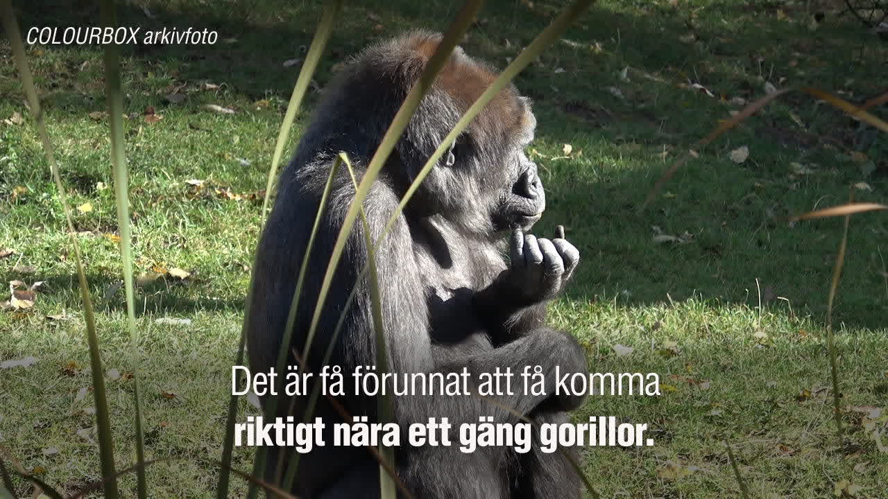 Otroliga gorilla-selfien: ”Vanliga dag på jobbet”
