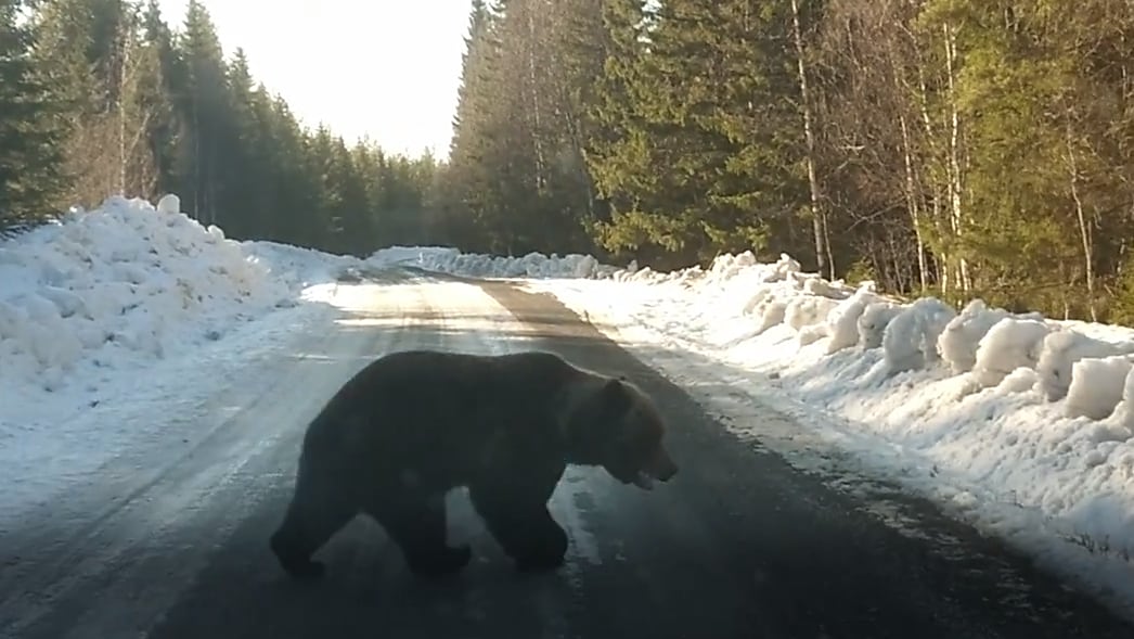 Här jagas en sliten älg – av nyvaken hungrig björn