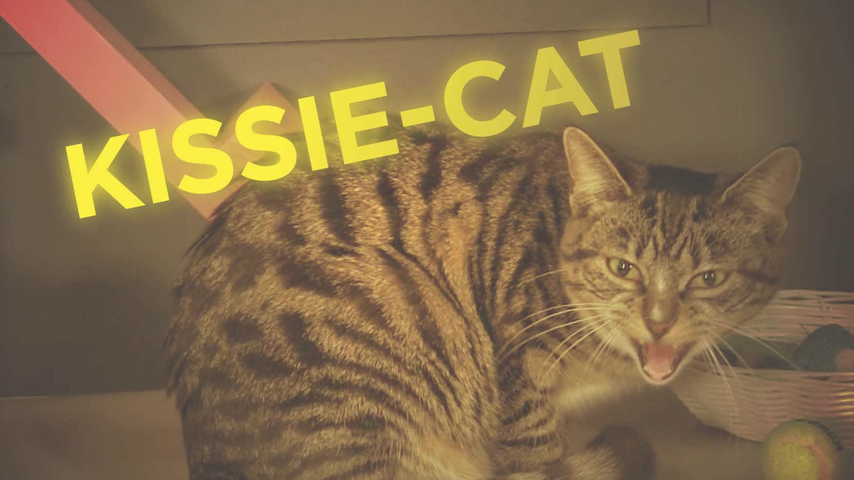 Vill du adoptera Kissie-cat?