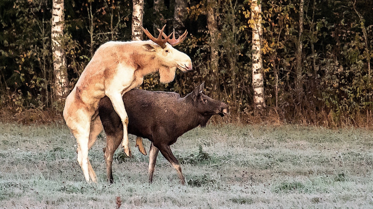 Vit och brun älg i kärleksmöte