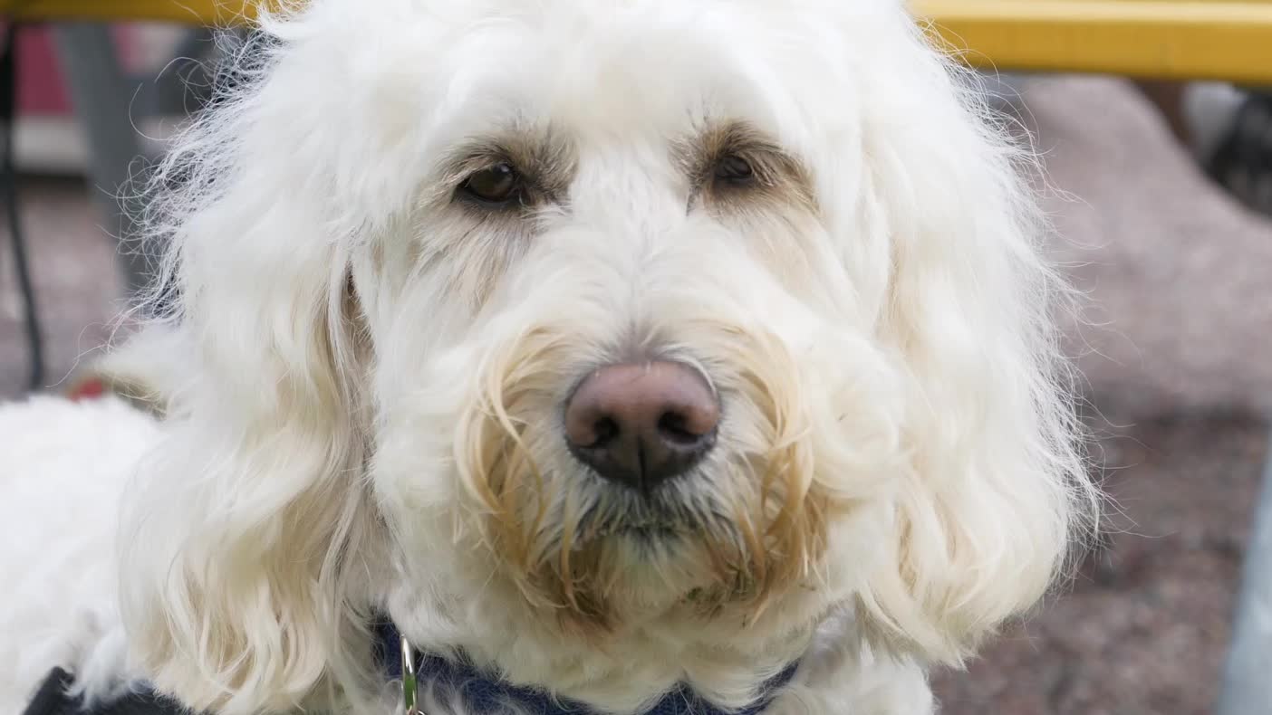 Hunden Livia hjälper svårt sjuka barn