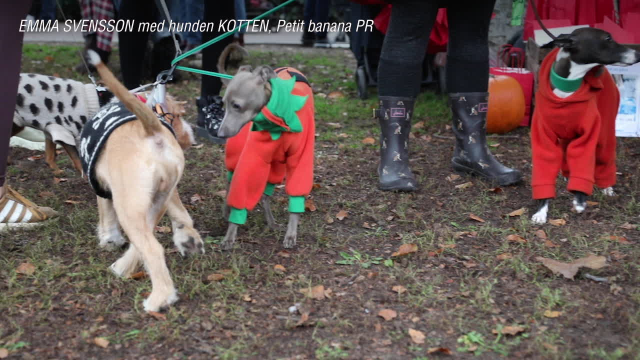 Arrangörerna: "Vi litar på hundägarna"