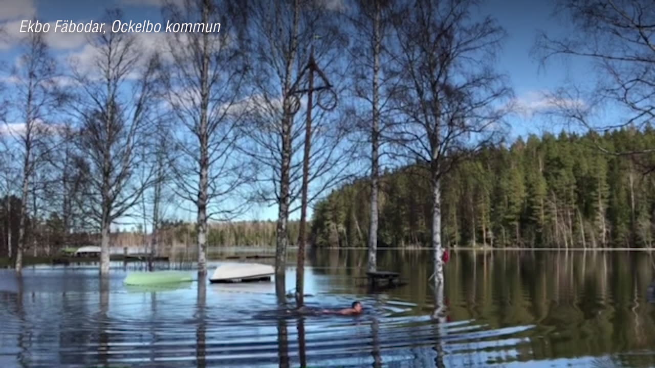 Här simmar han – runt midsommarstång