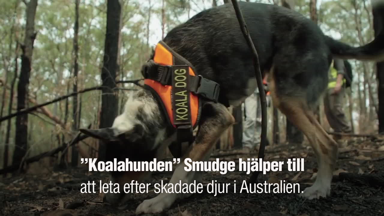 Hunden Smudge söker efter skadade koalor i Australien