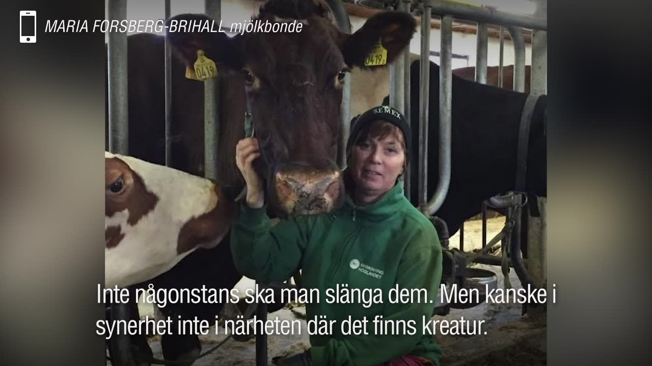 Kossan Sköna dog en plågsam död – på grund av nerskräpning