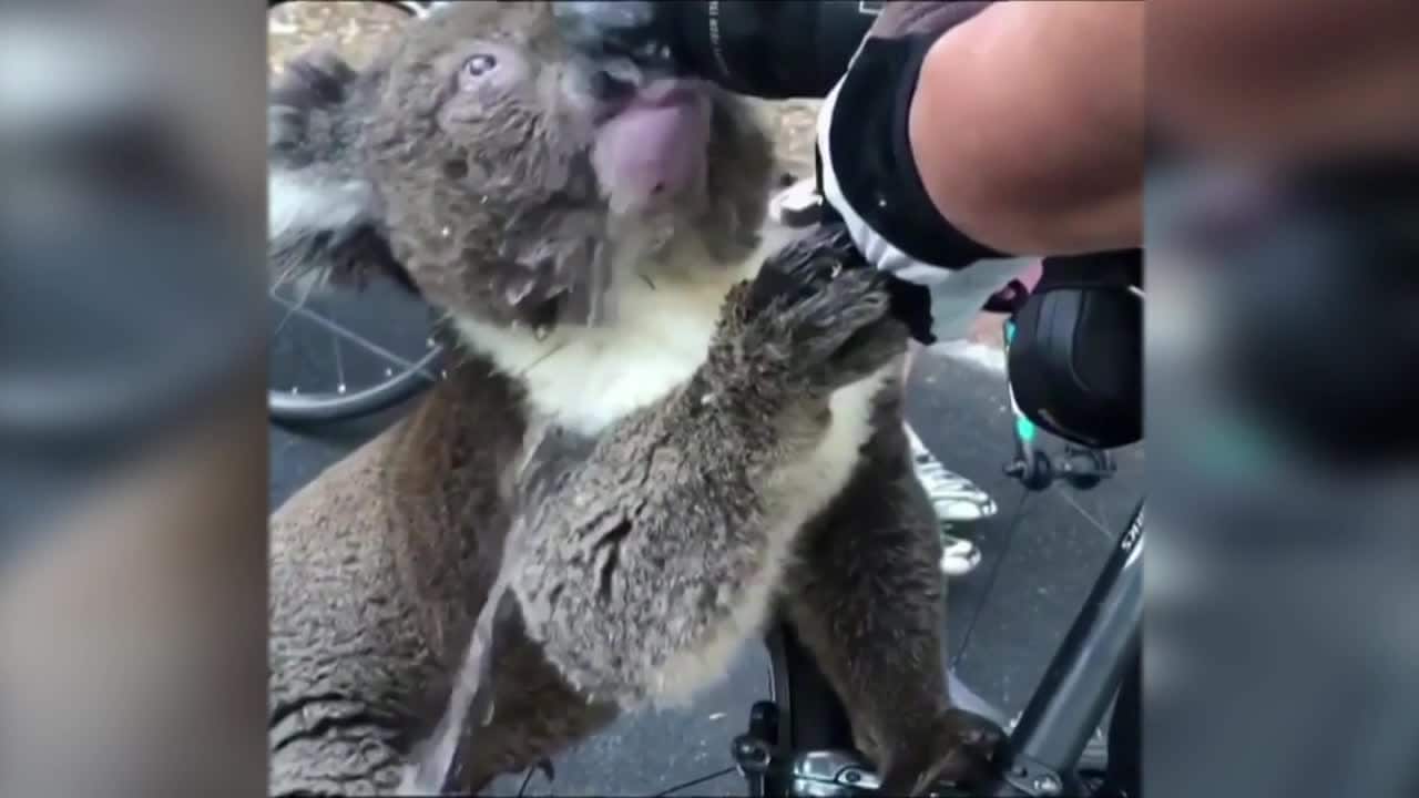 Törstig koala tog hjälp av cyklister