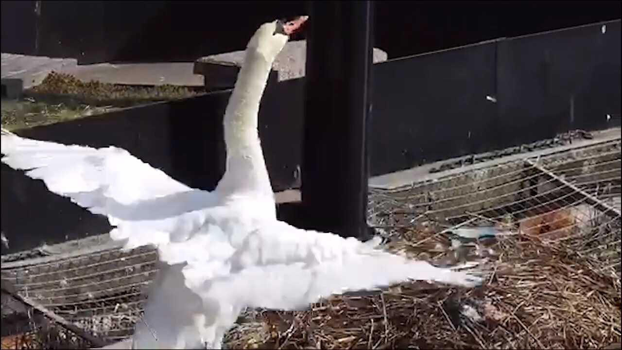Ensamma svanmamman har ny familj